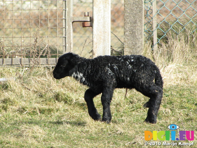 SX12435 Tiny little black lamb